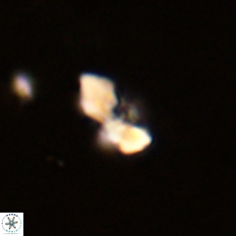 Octolithus multiplus VR 02046