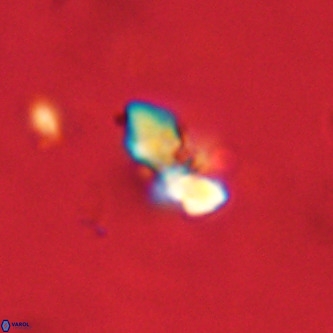 Octolithus multiplus VR 02047
