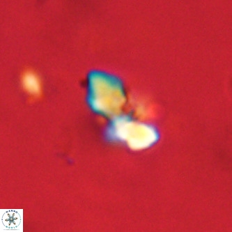 Octolithus multiplus VR 02047