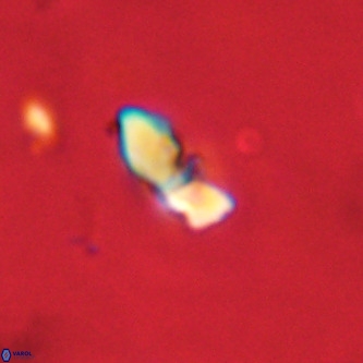 Octolithus multiplus VR 02048