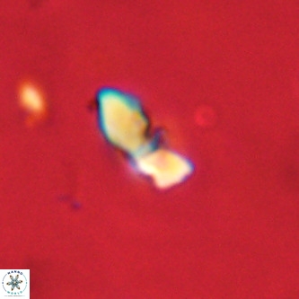 Octolithus multiplus VR 02048