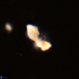 Octolithus multiplus VR 02049