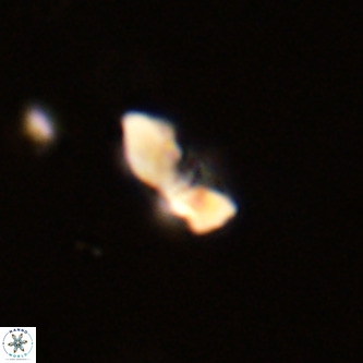 Octolithus multiplus VR 02049