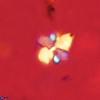 Octolithus multiplus VR 02050