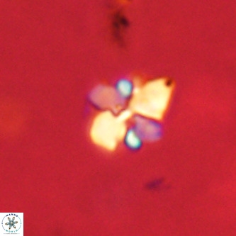 Octolithus multiplus VR 02050