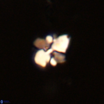 Octolithus multiplus VR 02051
