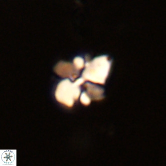 Octolithus multiplus VR 02051
