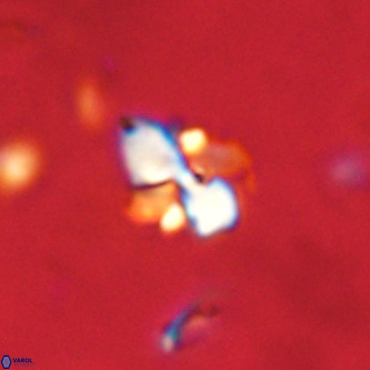 Octolithus multiplus VR 02052