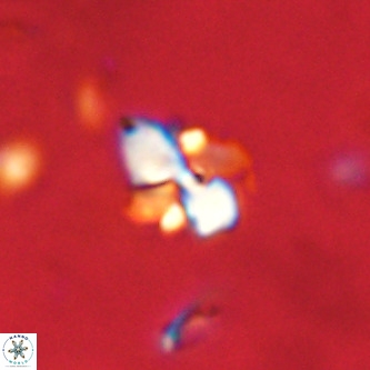 Octolithus multiplus VR 02052