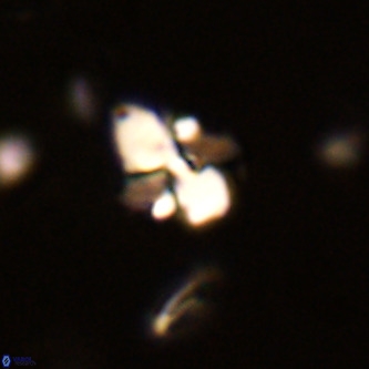 Octolithus multiplus VR 02053