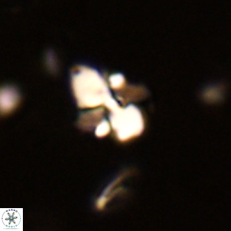 Octolithus multiplus VR 02053