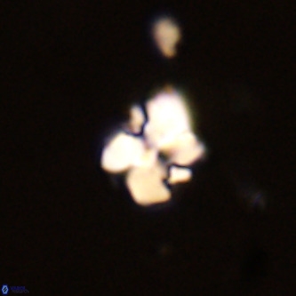 Octolithus multiplus VR 02034