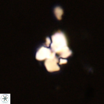 Octolithus multiplus VR 02034