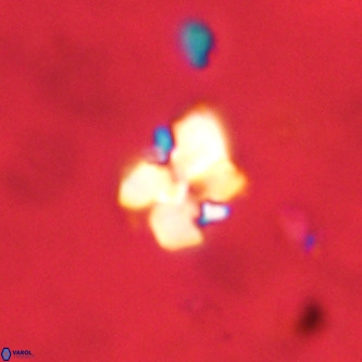 Octolithus multiplus VR 02035