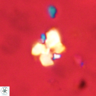 Octolithus multiplus VR 02035