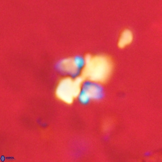 Octolithus multiplus VR 02036