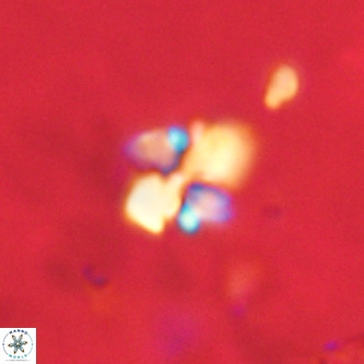 Octolithus multiplus VR 02036