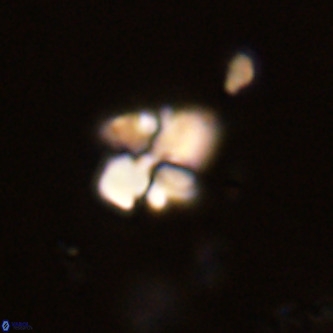 Octolithus multiplus VR 02037