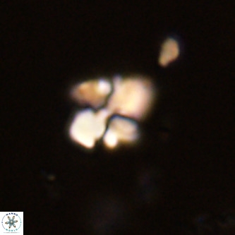 Octolithus multiplus VR 02037