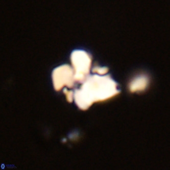 Octolithus multiplus VR 02038