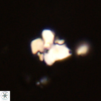 Octolithus multiplus VR 02038