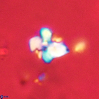 Octolithus multiplus VR 02039