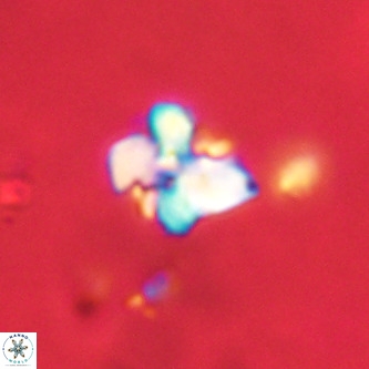 Octolithus multiplus VR 02039