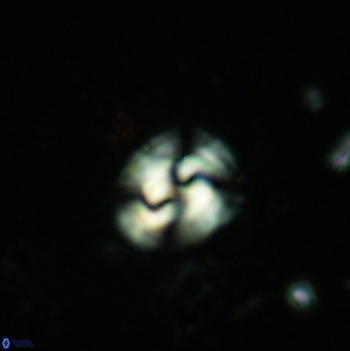 Obturolithus antarcticus 2448