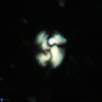 Obturolithus antarcticus 2451