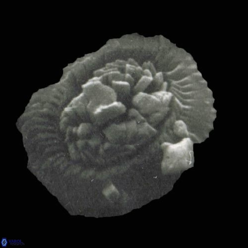 Obturolithus antarcticus 890 24