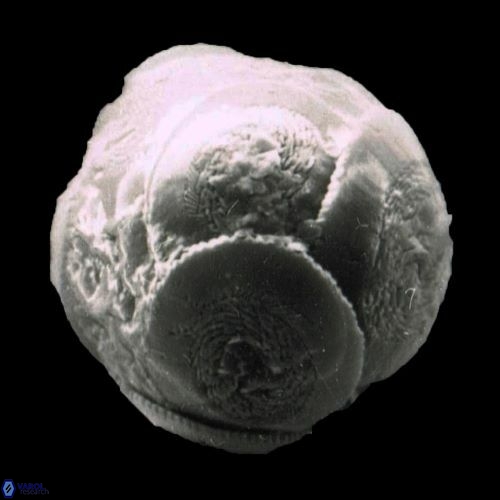 Obturolithus scissurus 1133 8