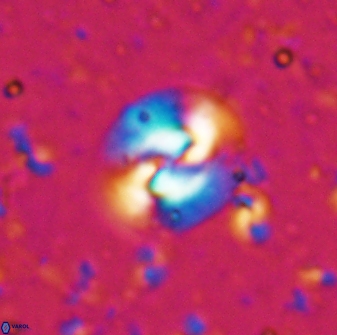 Obturolithus scissurus 22794