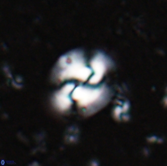 Obturolithus scissurus 22795