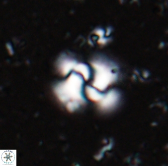 Dictyococcites scissurus 22796