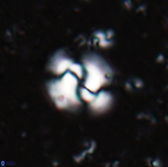 Obturolithus scissurus 22790