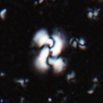 Obturolithus scissurus 22792