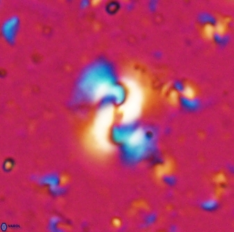 Obturolithus scissurus 22793