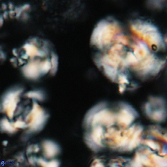 Obturolithus stavensis 135