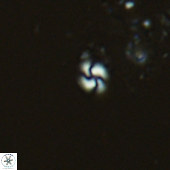 Obturolithus productellus VR 04748