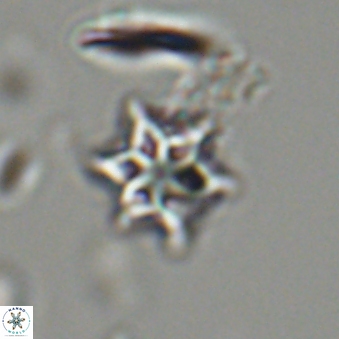 Olladiscoaster tokerae 32852