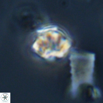 Olladiscoaster tokerae 32863