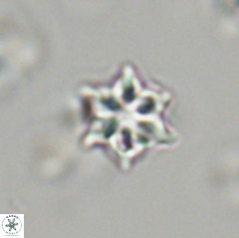 Olladiscoaster tokerae 32877