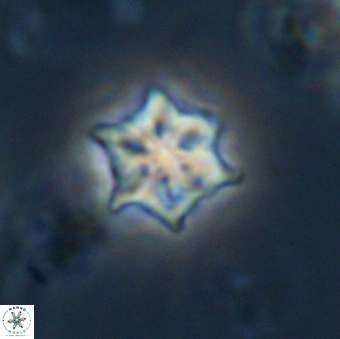 Olladiscoaster tokerae 32872