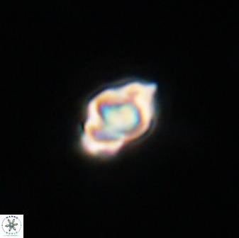 Olladiscoaster tokerae 32884