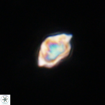 Olladiscoaster tokerae 32885