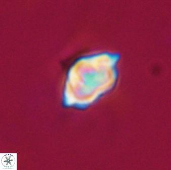 Olladiscoaster tokerae 32886