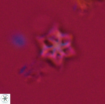 Olladiscoaster tokerae 32887