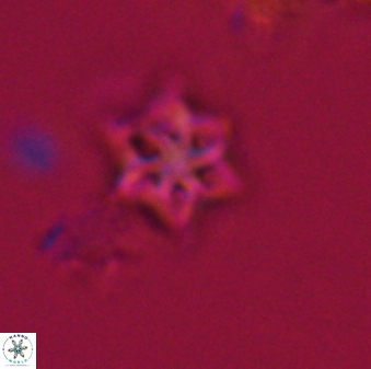 Olladiscoaster tokerae 32888
