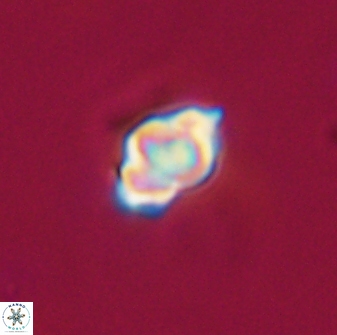 Olladiscoaster tokerae 32883