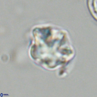 Olladiscoaster vestigium 31548